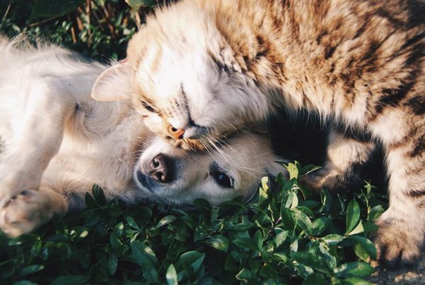 Dog-and-cat-with-hemp-leaf-around